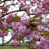 八重桜