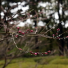 縮景園の梅
