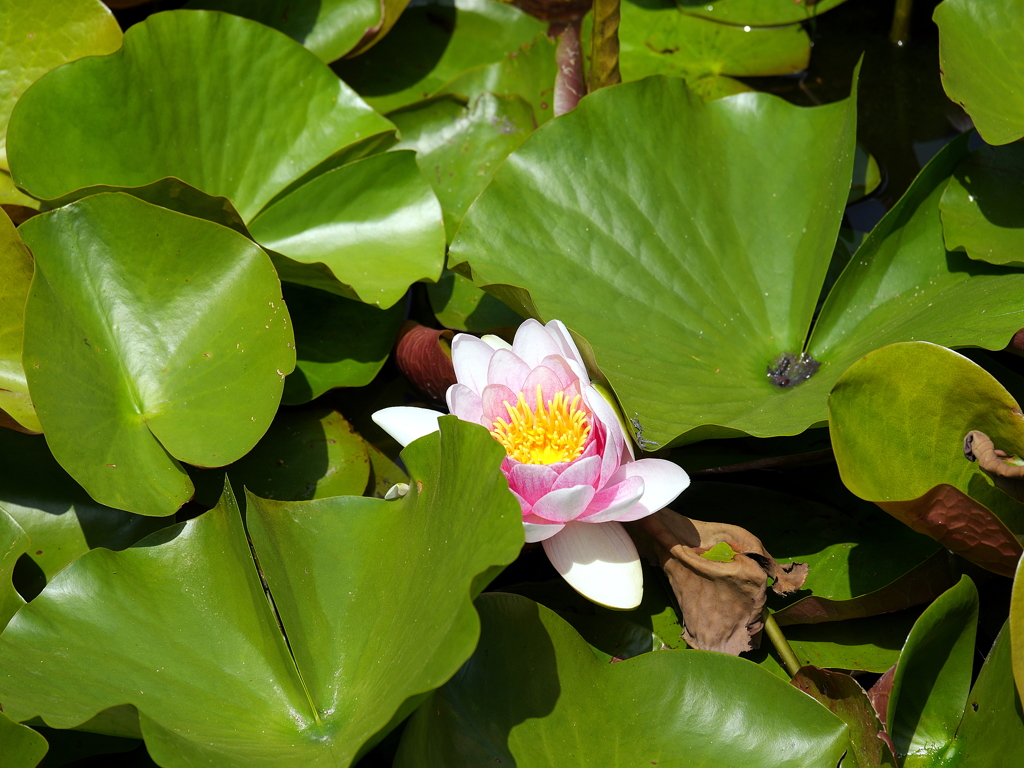 睡蓮