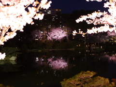 縮景園の夜桜