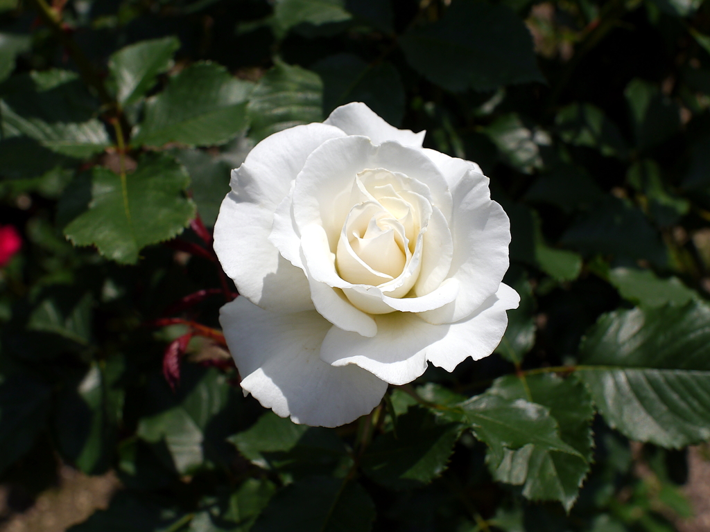 薔薇