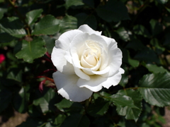薔薇