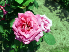 薔薇