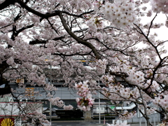 満開の桜
