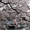 満開の桜