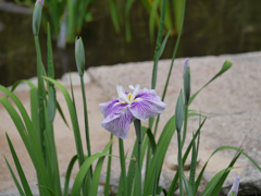 P1010536