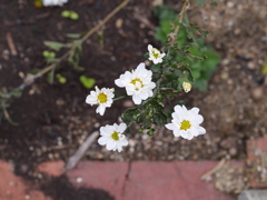 P1050535