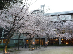 縮景園の桜