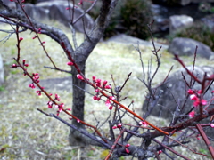 P1040858g