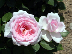 薔薇