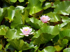 睡蓮