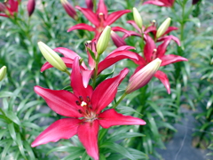 百合