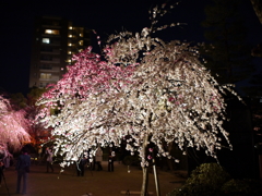 縮景園の夜桜