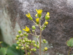 P1050530