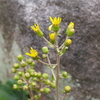 P1050530