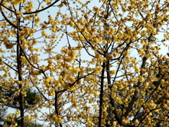 017_P1040681g