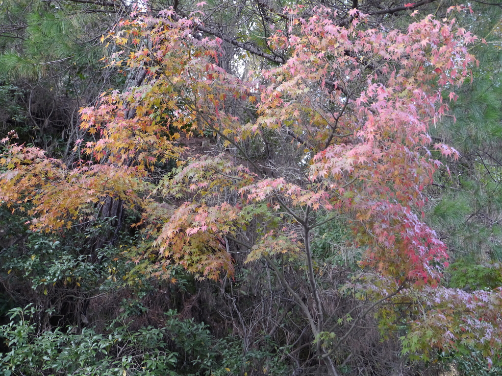 P1000210