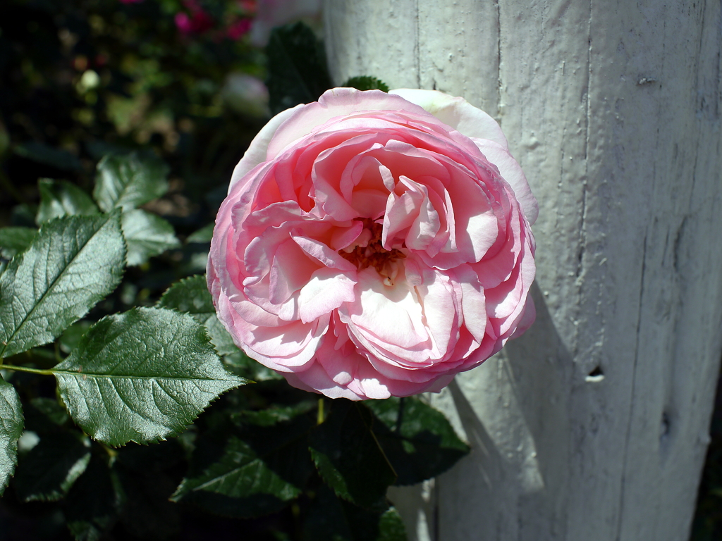 薔薇