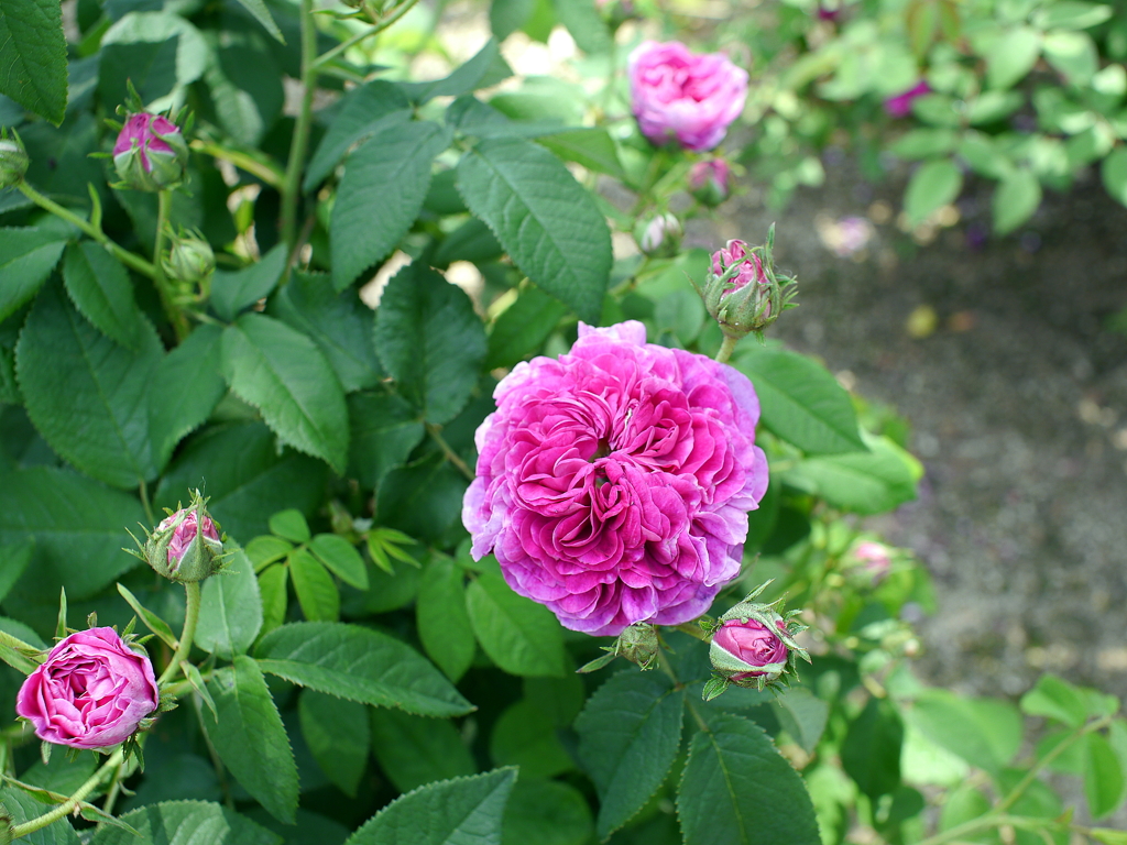 薔薇