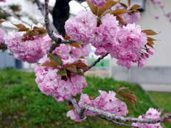 八重桜