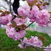 八重桜