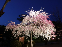 縮景園の夜桜