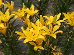 百合