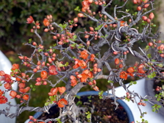 103_P1040640g