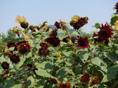 P1030007
