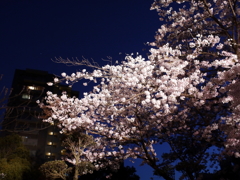 縮景園の夜桜