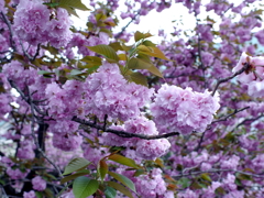 八重桜