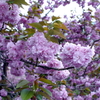 八重桜