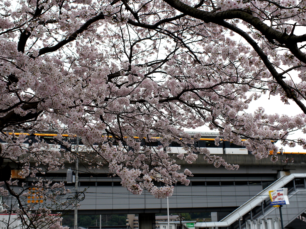 満開の桜