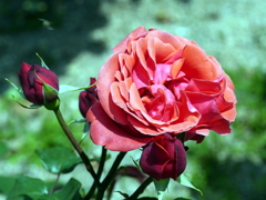 薔薇