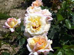 薔薇