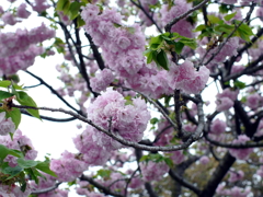 八重桜