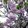 八重桜