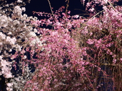 縮景園の夜桜