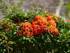 P1050448