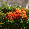 P1050448