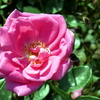 薔薇と蜜蜂