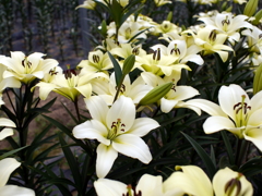 百合