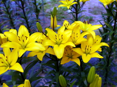 百合