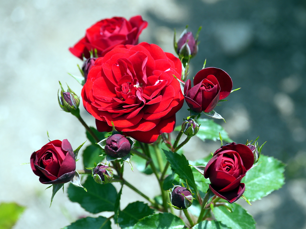 薔薇
