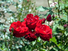薔薇
