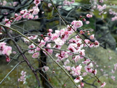 P1040849g