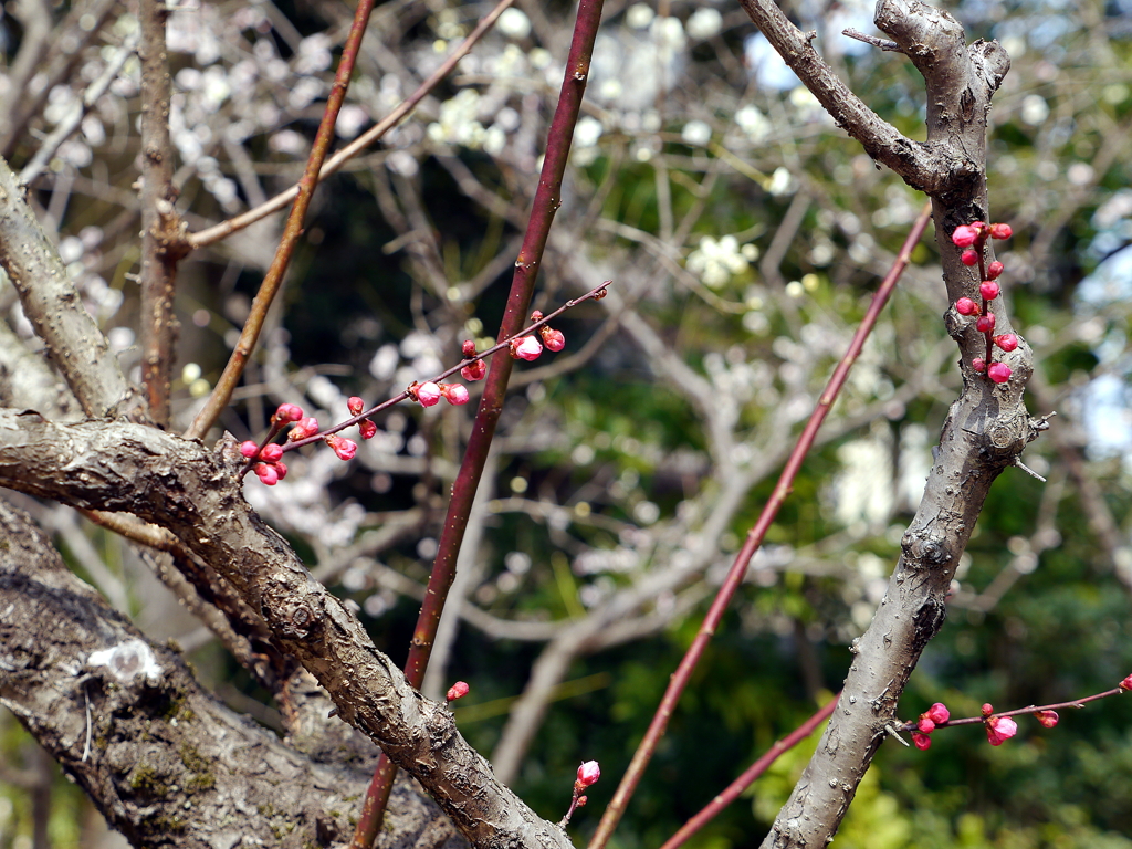 015_P1040676g