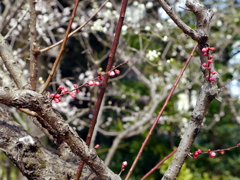 015_P1040676g