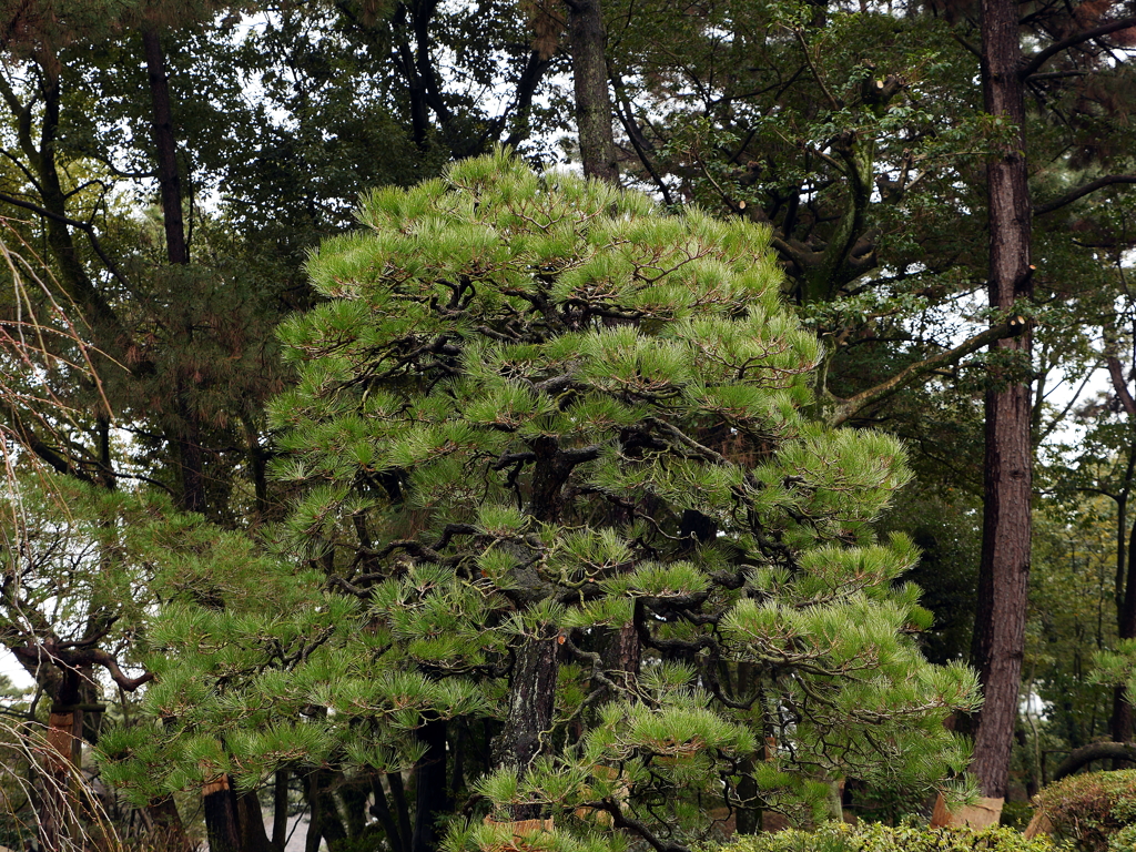 縮景園