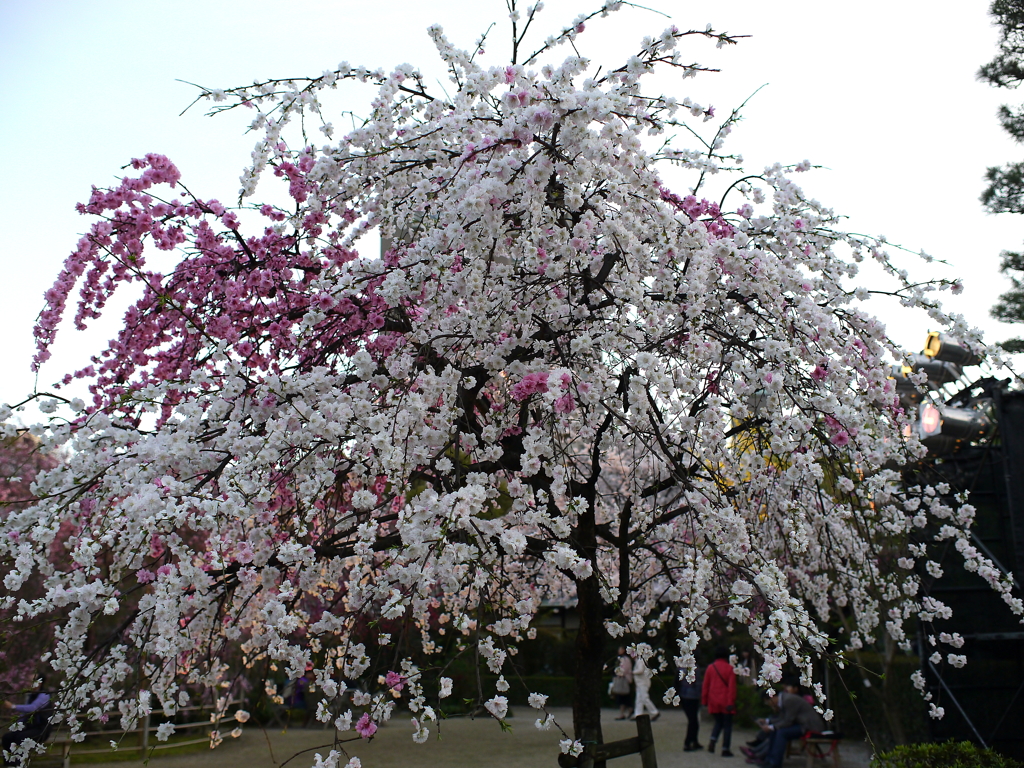 縮景園の桜